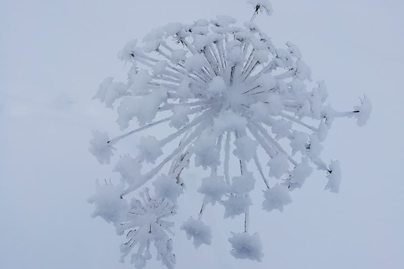 Winter flower