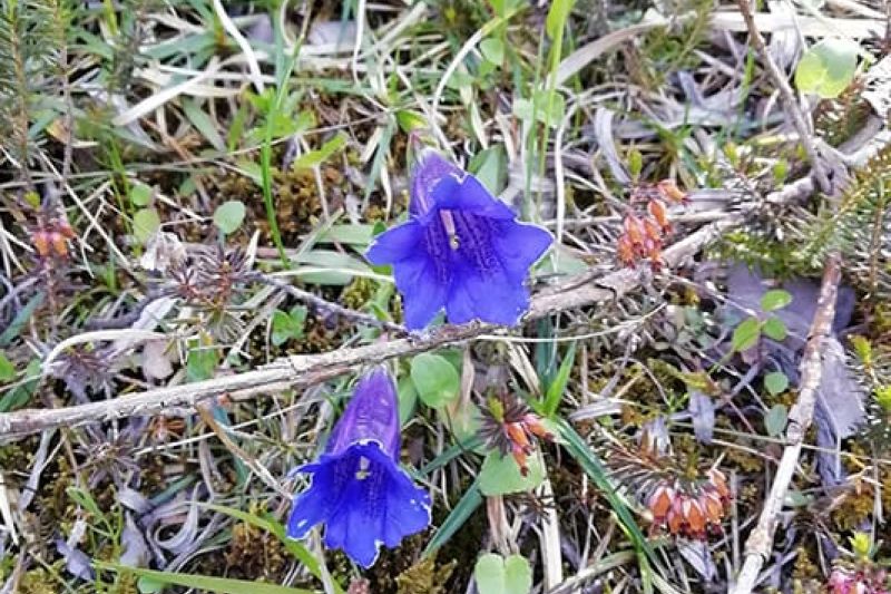 flower gentian