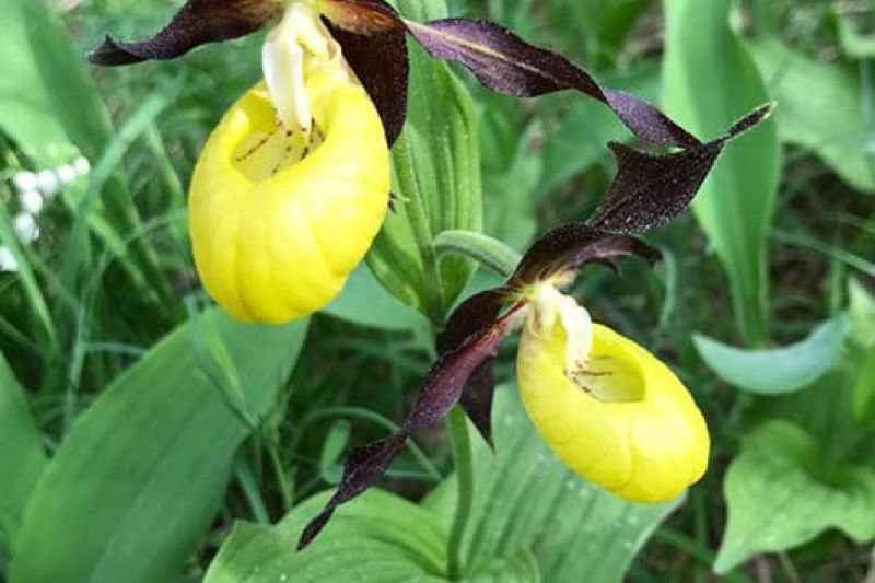 lady slipper flower